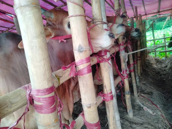 Dünyanın en büyük ineği, dünyanın en küçük ineği, Bangladeş 'in en büyük ineği, 2022' nin en büyük ineği, inek külodu.