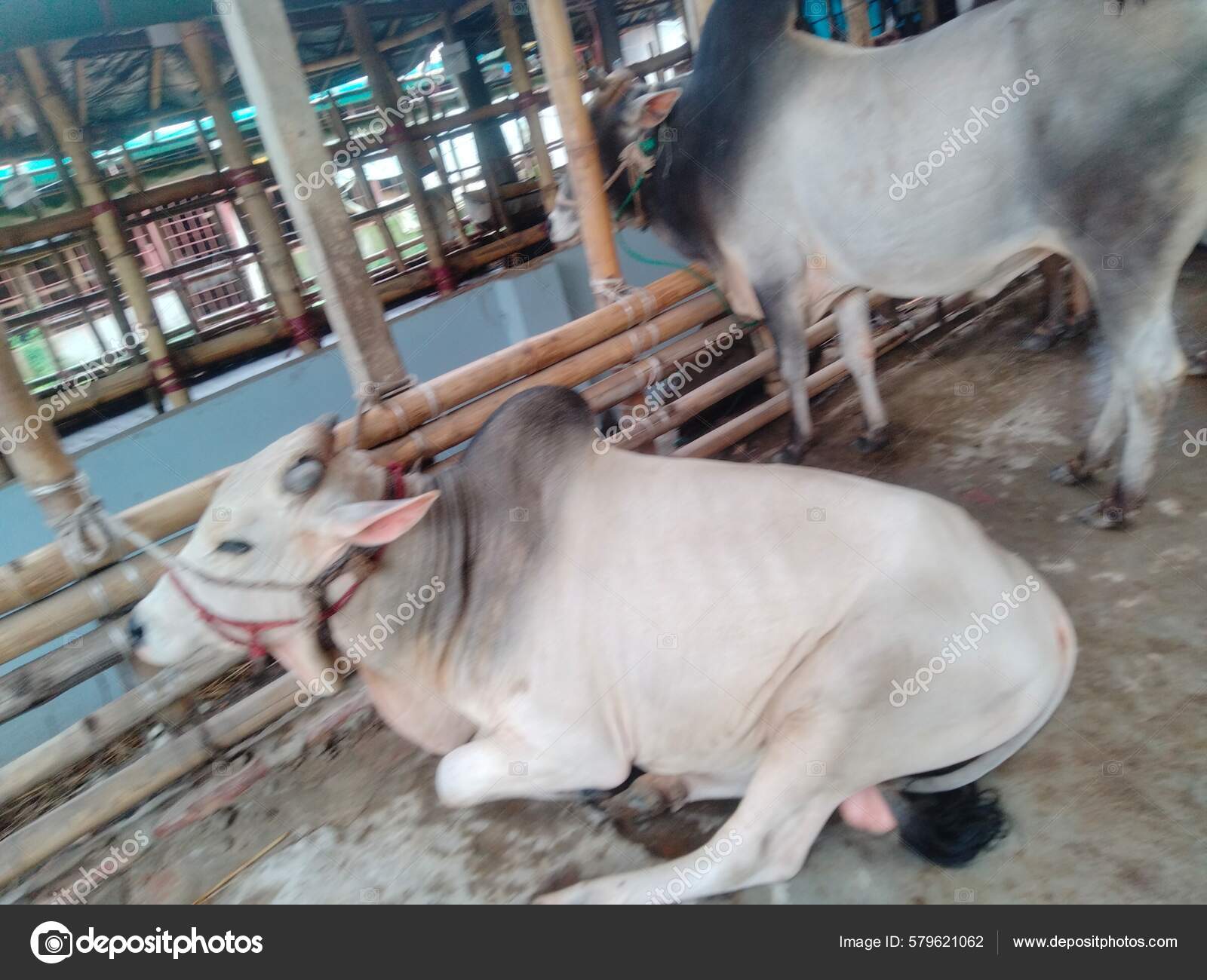 Biggest Cow World 2022 World's Largest Cow Statue Biggest Cow Stock