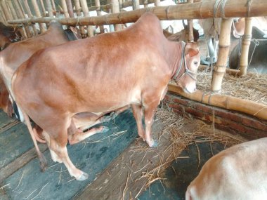 Dünyanın en büyük ineği 2022, dünyanın en büyük inek heykeli, dünyanın en büyük ineği.