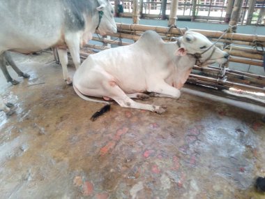 Dünyanın en büyük ineği 2022, dünyanın en büyük inek heykeli, dünyanın en büyük ineği.