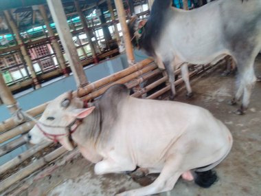 Dünyanın en büyük ineği 2022, dünyanın en büyük inek heykeli, dünyanın en büyük ineği.