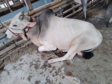 Dünyanın en büyük ineği 2022, dünyanın en büyük inek heykeli, dünyanın en büyük ineği.