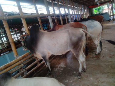 Dünyanın en büyük ineği 2022, dünyanın en büyük inek heykeli, dünyanın en büyük ineği.