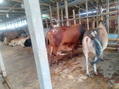 Dünyanın en büyük ineği 2022, dünyanın en büyük inek heykeli, dünyanın en büyük ineği.