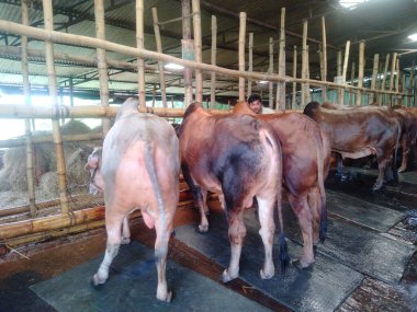 Dünyanın en büyük ineği 2022, dünyanın en büyük inek heykeli, dünyanın en büyük ineği.