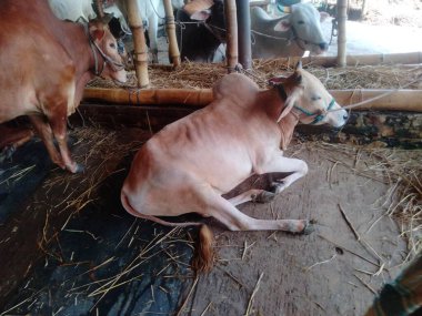 Dünyanın en büyük ineği 2022, dünyanın en büyük inek heykeli, dünyanın en büyük ineği.