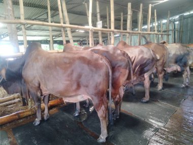 Dünyanın en büyük ineği 2022, dünyanın en büyük inek heykeli, dünyanın en büyük ineği.