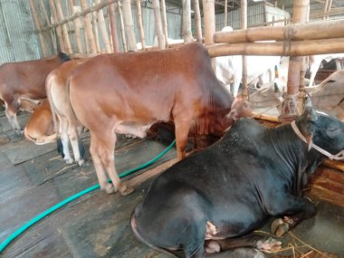 Dünyanın en büyük ineği 2022, dünyanın en büyük inek heykeli, dünyanın en büyük ineği.