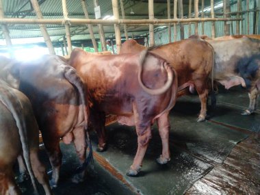 Dünyanın en büyük ineği 2022, dünyanın en büyük inek heykeli, dünyanın en büyük ineği.