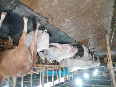 Dünyanın en büyük ineği 2022, dünyanın en büyük inek heykeli, dünyanın en büyük ineği.