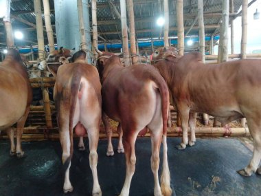 Dünyanın en büyük ineği 2022, dünyanın en büyük inek heykeli, dünyanın en büyük ineği.