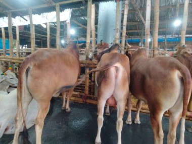 Dünyanın en büyük ineği 2022, dünyanın en büyük inek heykeli, dünyanın en büyük ineği.