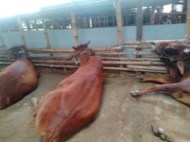 Dünyanın en büyük ineği 2022, dünyanın en büyük inek heykeli, dünyanın en büyük ineği.