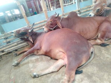 Dünyanın en büyük ineği 2022, dünyanın en büyük inek heykeli, dünyanın en büyük ineği.