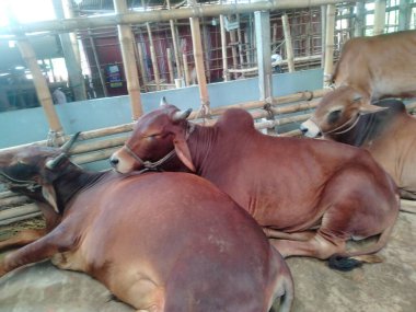 Dünyanın en büyük ineği 2022, dünyanın en büyük inek heykeli, dünyanın en büyük ineği.