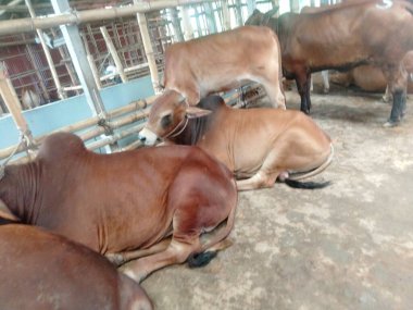 Dünyanın en büyük ineği 2022, dünyanın en büyük inek heykeli, dünyanın en büyük ineği.