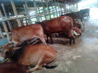 Dünyanın en büyük ineği 2022, dünyanın en büyük inek heykeli, dünyanın en büyük ineği.