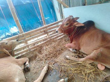 Dünyanın en büyük ineği 2022, dünyanın en büyük inek heykeli, dünyanın en büyük ineği.