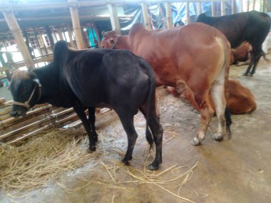 Dünyanın en büyük ineği 2022, dünyanın en büyük inek heykeli, dünyanın en büyük ineği.