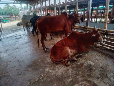 Dünyanın en büyük ineği 2022, dünyanın en büyük inek heykeli, dünyanın en büyük ineği.