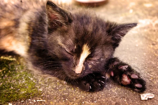 Černé a bílé Spící kočka — Stock fotografie