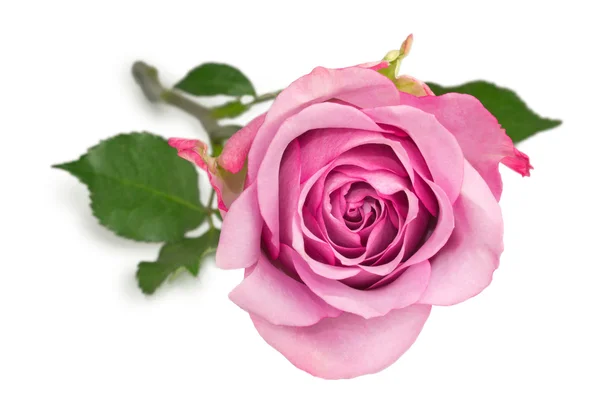 beyaz üzerine pembe Gül