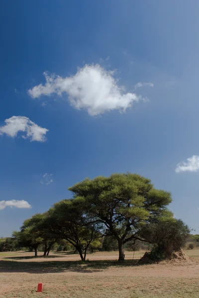 Botswana Natur — Stockfoto
