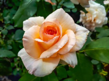 Eşsiz, narin, büyük, tamamen taç yapraklı kayısı sarısı renkli kayısı nektarı - çiçekler leylak rengi, kadife yapraklı, yeşil bahçe arka planlı koyu menekşe rengi