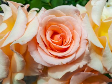 Eşsiz, narin, büyük, tamamen taç yapraklı kayısı sarısı renkli kayısı nektarı - çiçekler leylak rengi, kadife yapraklı, yeşil bahçe arka planlı koyu menekşe rengi