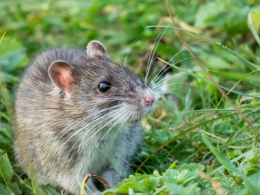Akşamları yeşil çimlerde koyu gri ve kahverengi kürklü yaygın sıçan (Rattus norvegicus)