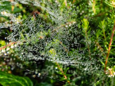 Örümceğin güzel dantellerinin yakınından sabahın erken saatlerinde yeşil bitkilerde küçük yuvarlak çiy damlalarıyla kaplanmış.