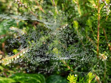 Örümceğin güzel dantellerinin yakınından sabahın erken saatlerinde yeşil bitkilerde küçük yuvarlak çiy damlalarıyla kaplanmış.