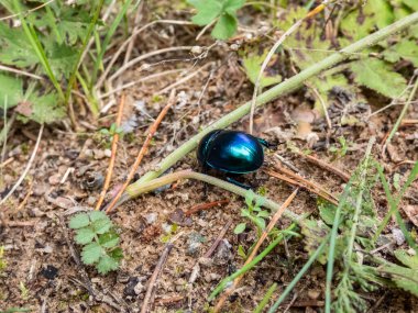 Beutiful Dor böceği ya da bahar böceği (Trypocopris vernalis), orman zemininde ve bitki örtüsü arasında değişken mavi ve yeşil metalik yansıması olan simsiyah renklidir.