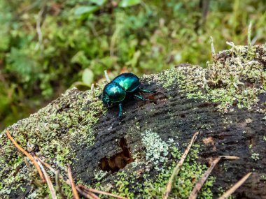 Macro shot of beutiful Dor beetle or spring dor beetle (Trypocopris vernalis) autumnalis Heer, dull black in colour with a variable blue and green metallic reflection on tree stump covered with lichen clipart