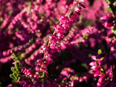 Sonbaharda parlak güneş ışığında Calluna vulgaris 'Carmen' in mor çiçekleri. Çiçek arka planı