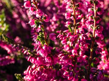 Sonbaharda parlak güneş ışığında Calluna vulgaris 'Carmen' in mor çiçekleri. Çiçek arka planı