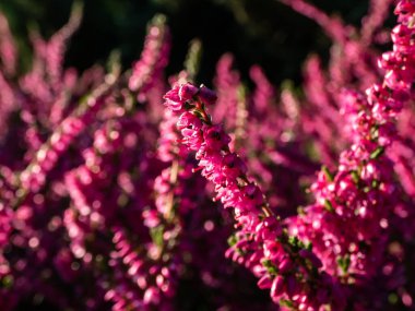 Sonbaharda parlak güneş ışığında Calluna vulgaris 'Carmen' in mor çiçekleri. Çiçek arka planı
