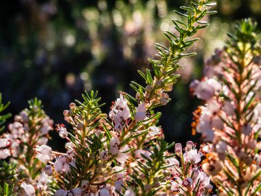 Güzel çan biçimli, beyaz, pembe ve kırmızı-mor renkli Cornish fundalığı (Erica vagans) 'Leylak' yaz ve sonbaharda parlak arka plan ışığı ve bulanık bokeh arkaplan