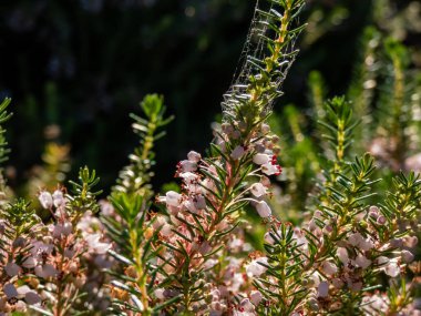 Güzel çan biçimli, beyaz, pembe ve kırmızı-mor renkli Cornish fundalığı (Erica vagans) 'Leylak' yaz ve sonbaharda parlak arka plan ışığı ve bulanık bokeh arkaplan
