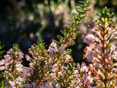 Güzel çan biçimli, beyaz, pembe ve kırmızı-mor renkli Cornish fundalığı (Erica vagans) 'Leylak' yaz ve sonbaharda parlak arka plan ışığı ve bulanık bokeh arkaplan
