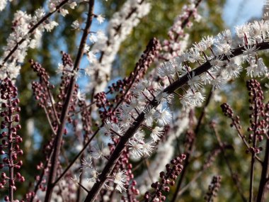 Bugbane 'in Macro çekimi (Cimicifuga simplex)' Atropurpurea 'sonbaharın başlarında küçük, güzel kokulu, beyaz çiçeklerin yoğun dikenleri ile çiçek açıyor, güneş ışığıyla mora boyanmış, arka plan bulanık.