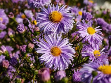 Büyük, pudra gibi mavi papatya çiçekleri ile sarı gözlü Michaelmas papatya veya New York Aster (Aster novi-belgii veya Symphyotrichum novi-belgii) 'Bolluk'