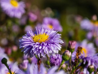 Sarı gözlü güzel pudra mavisi papatya çiçeği Michaelmas papatyası veya New York Aster (Aster novi-belgii veya Symphyotrichum novi-belgii) 'Bolluk'. Güzel sonbahar arkaplanı