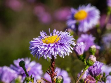 Sarı gözlü güzel pudra mavisi papatya çiçeği Michaelmas papatyası veya New York Aster (Aster novi-belgii veya Symphyotrichum novi-belgii) 'Bolluk'. Güzel sonbahar arkaplanı