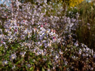 Papatya gibi mavi odun makinesinin (Aster cordifolius ya da Symphyotrichum cordifolium) küçük çiçeklerini yakından çek. Çiçekler mavi, sarı ve mor merkezleri var ve yaz sonu ve sonbahar çiçekleri açıyor.