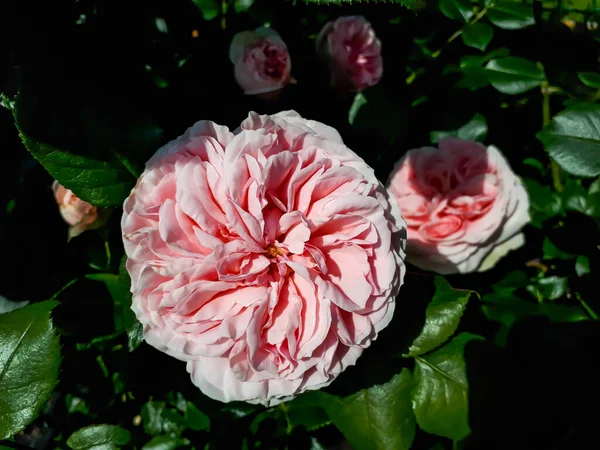 夏に明るい日差しの中で非常に長く 非常に大きな花と濃い緑の光沢のある葉で明るいエッジを持つ光ピンクのバラ Giardina の優れた郷愁を登る品種 — ストック写真