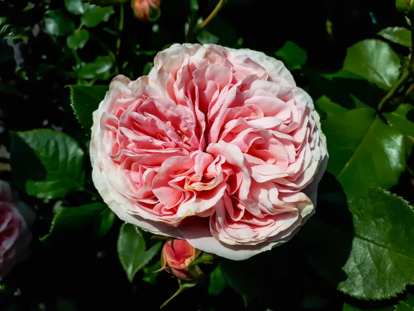 Εξαιρετική Νοσταλγική Αναρρίχηση Ποικιλία Από Ανοιχτό Ροζ Τριαντάφυλλο Giardina Ελαφρύτερες — Φωτογραφία Αρχείου