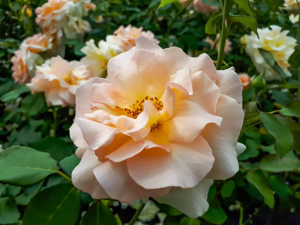 Único Delicado Grande Totalmente Pétala Apricot Amarelo Rosa Variedade Néctar — Fotografia de Stock