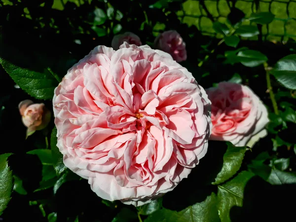 Hervorragende Nostalgische Klettervariante Der Hellrosa Rose Giardina Mit Helleren Rändern — Stockfoto