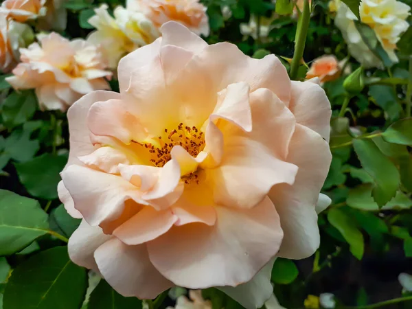 Único Delicado Grande Completamente Pétalos Albaricoque Amarillo Rosa Variedad Néctar — Foto de Stock